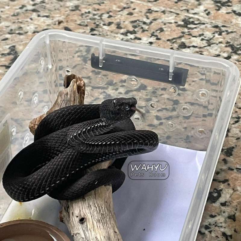 Trimeresurus Purpureomaculatus / Black Purpo / Ular Viper bakau