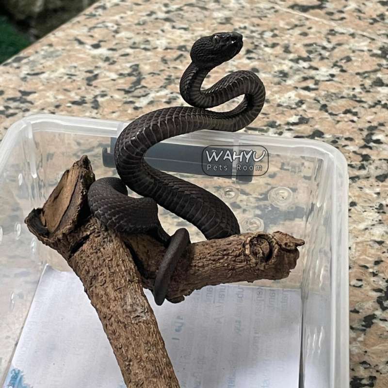Trimeresurus Purpureomaculatus Black Solid/ Black Purpo / Ular Viper bakau