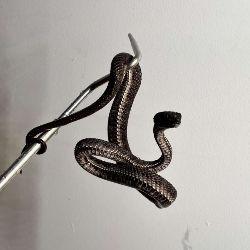Trimeresurus Purpureomaculatus / Black Purpo / Ular Viper bakau