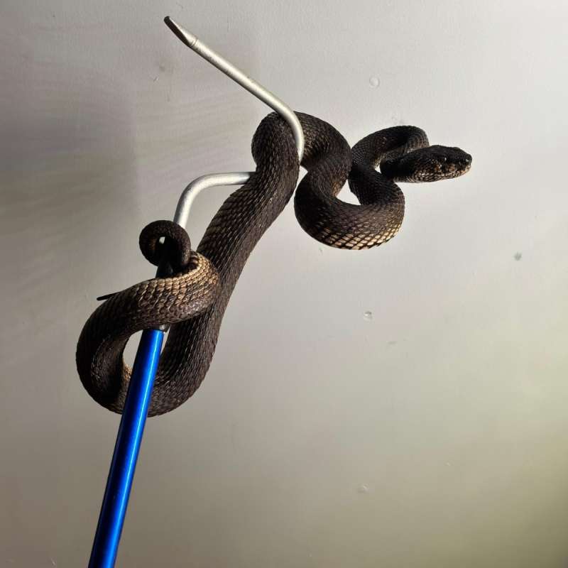 Trimeresurus Purpureomaculatus / Black Purpo / Ular Viper bakau