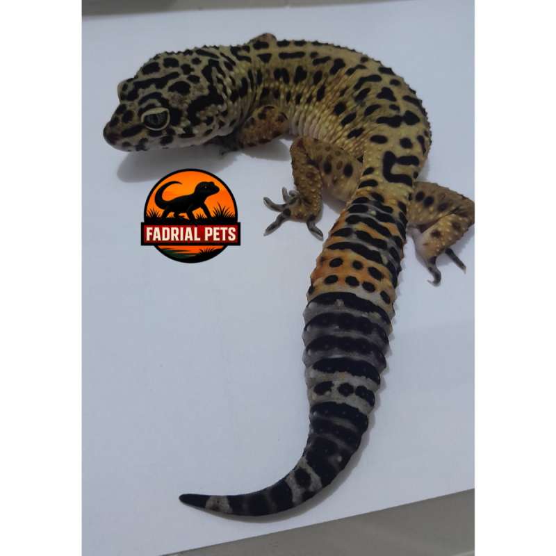 Black Night Tangerine Ph Tremper ( line solid foto anakan solid di slide ke 2 )