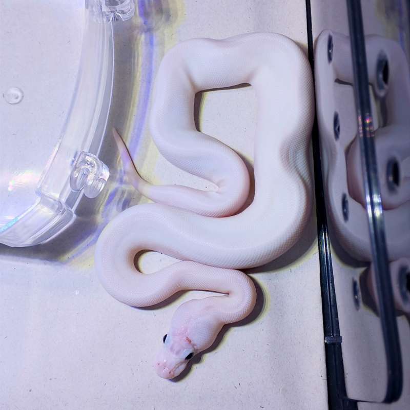 Ballpython White Wedding Pied