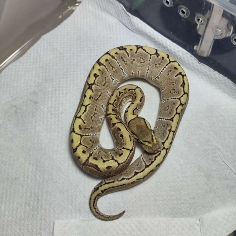 Bamboo pin het hypo