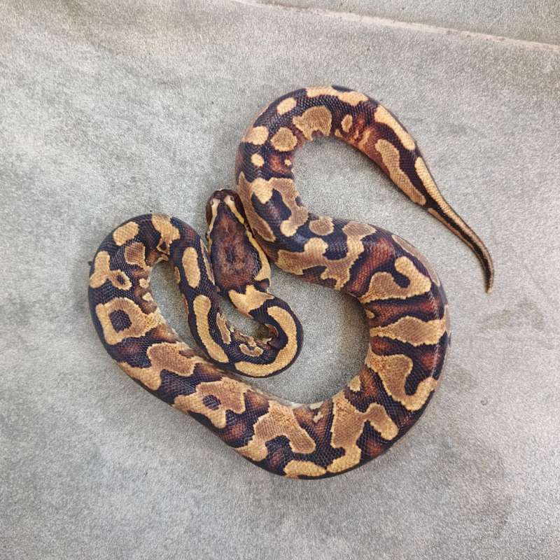 (F) Enchi Yellow Belly 66% pH Clown
