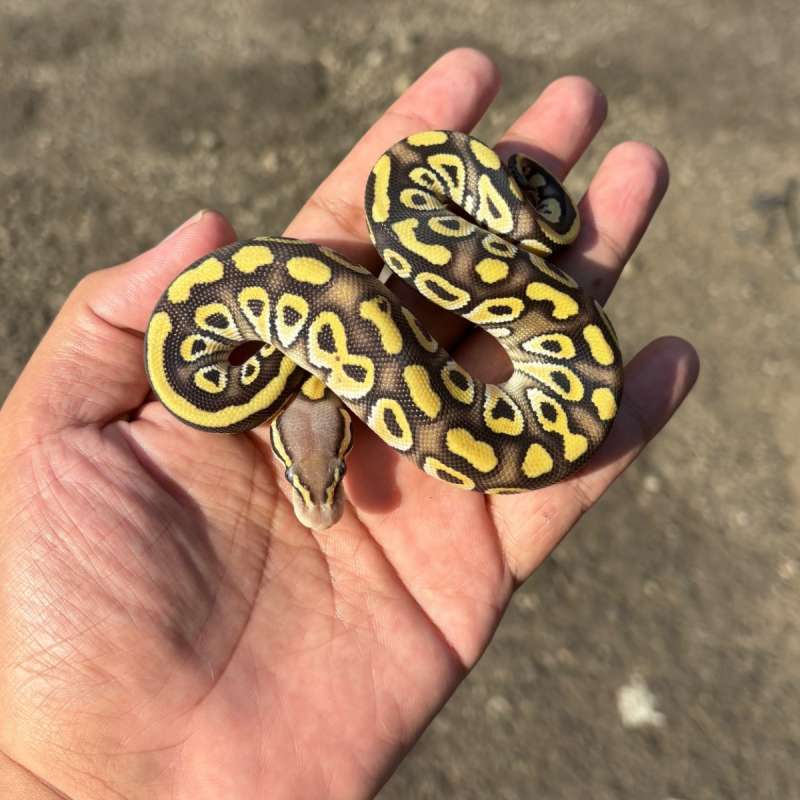 Mojave Pastel (YB) Het Clown