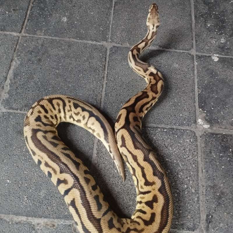 PASTEL LEOPARD SPOTNOSE FEMALE 1.8KG