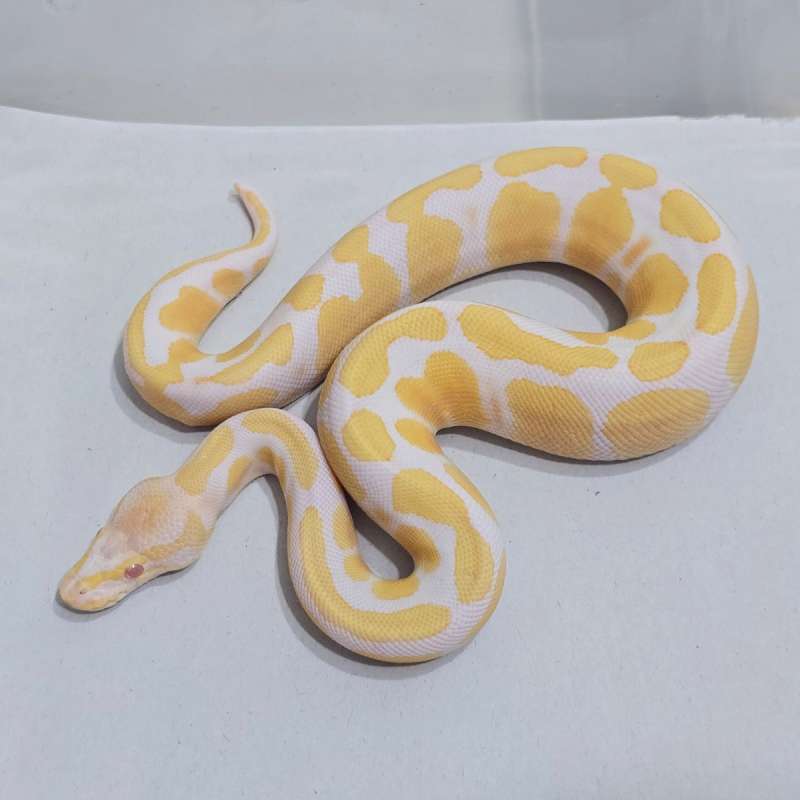 Albino Female