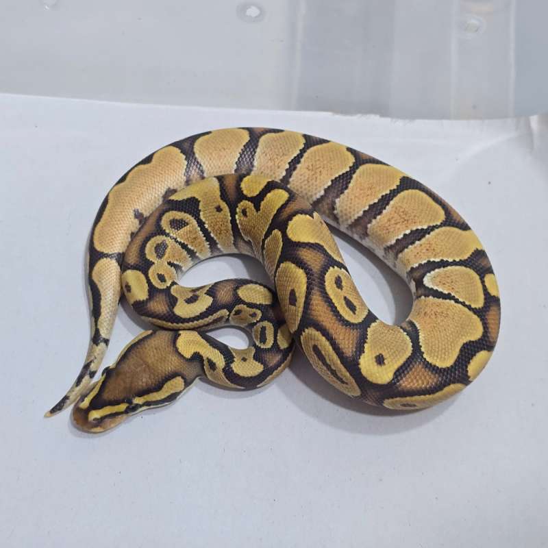 Orange Dream Hypo Soft Color