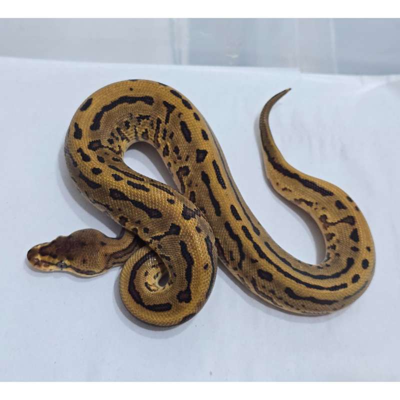 Leopard Pins het Pied