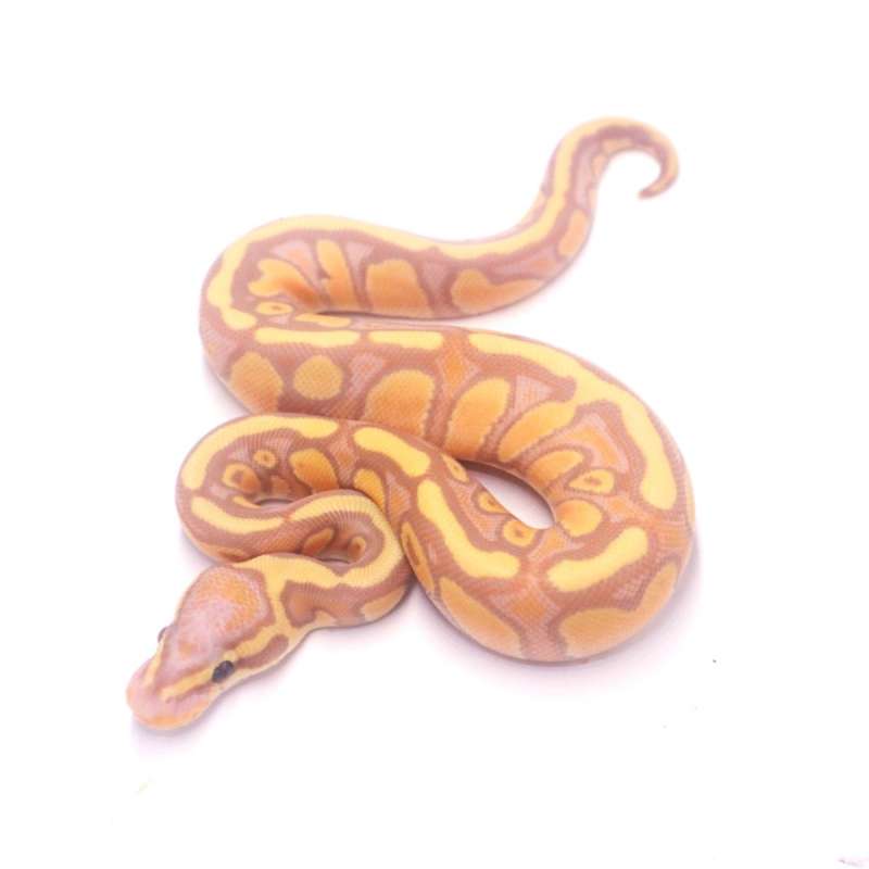 Banana enchi stranger het clown