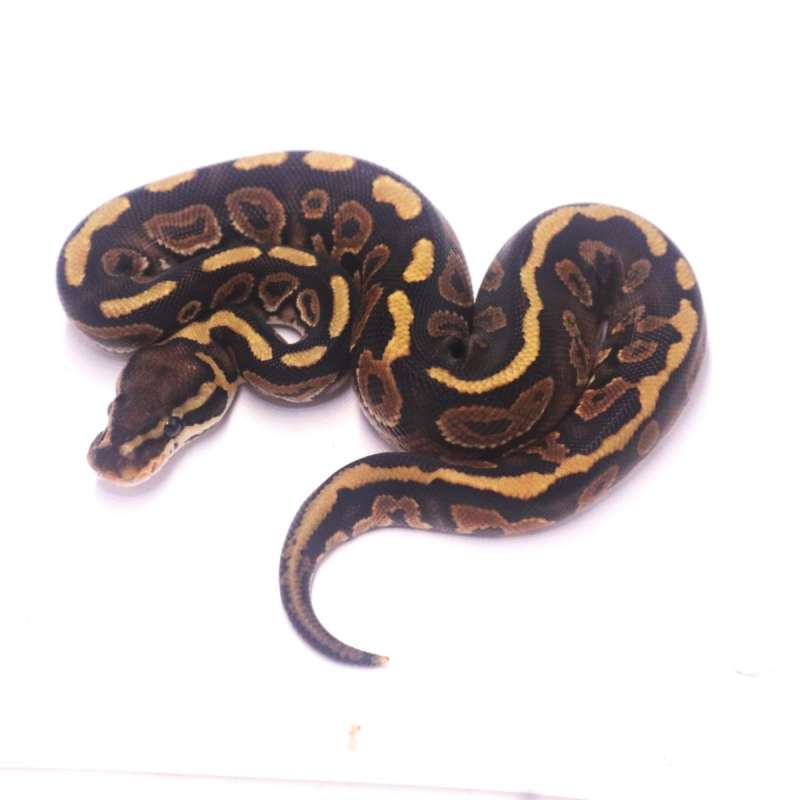 Stranger black pastel het clown
