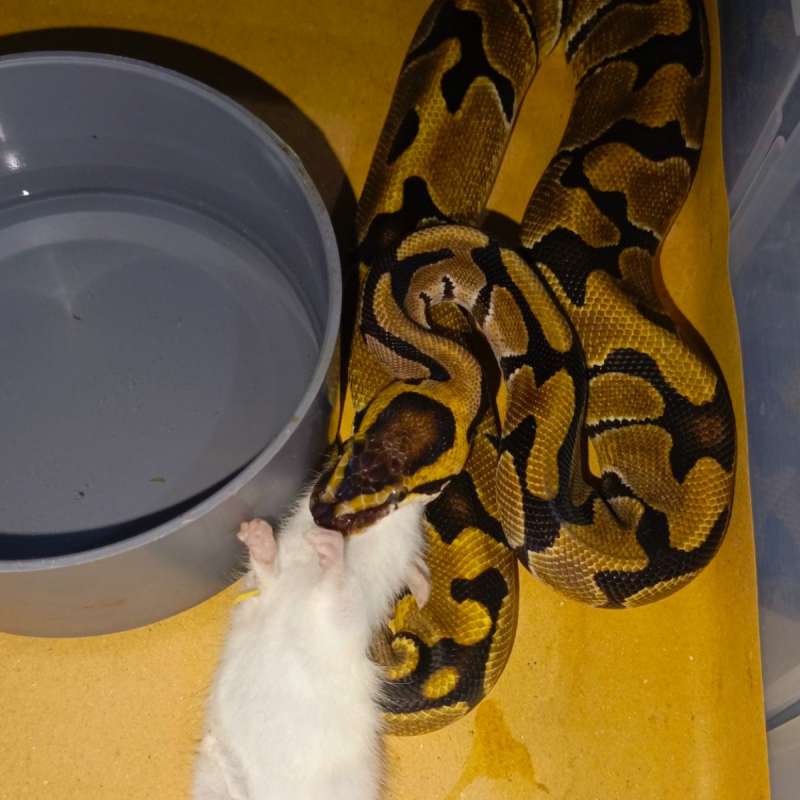 1.0 enchi het puzzle