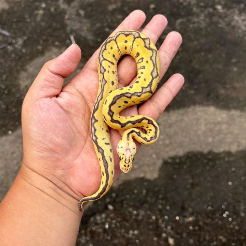 Pastel Clown 66% Het Albino