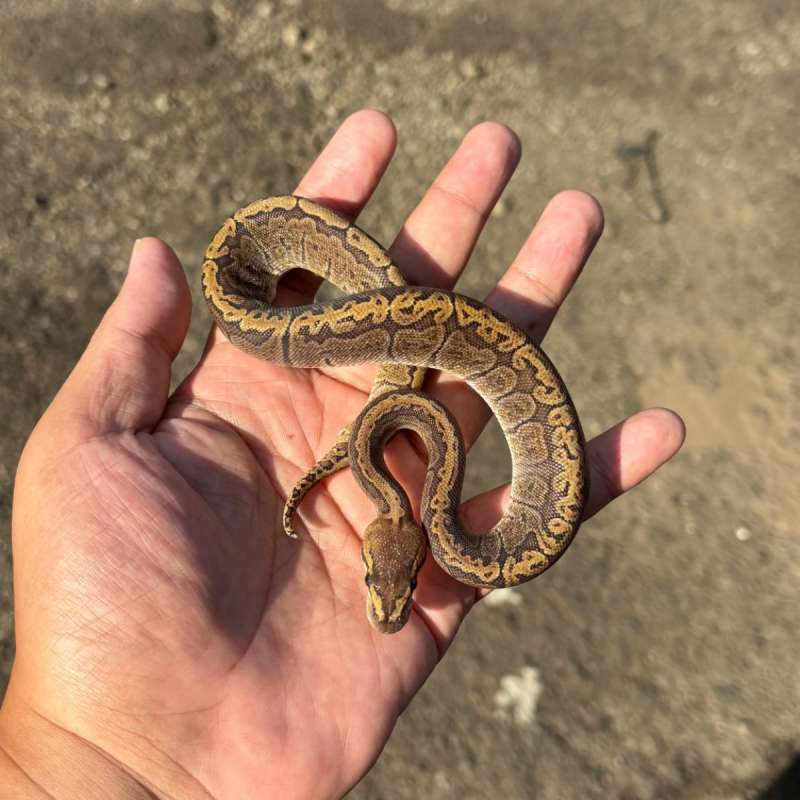 GHI Pinstripe Het Hypo 50% Het Clown
