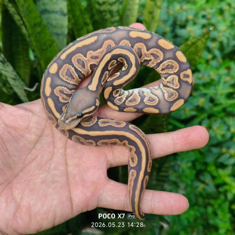Black Pastel Hypo 66% Het Puzzle Male