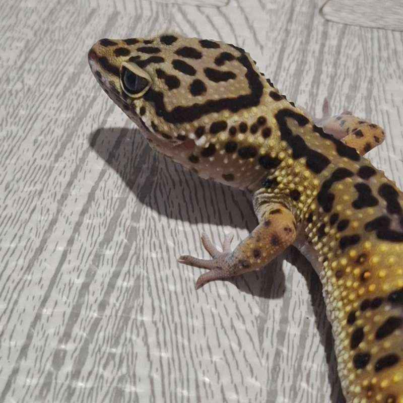 Normal ph Tremper