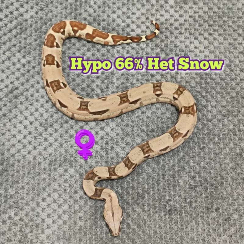 BOA Hypo Het 66% Snow