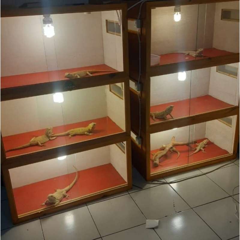 Terarium reptile