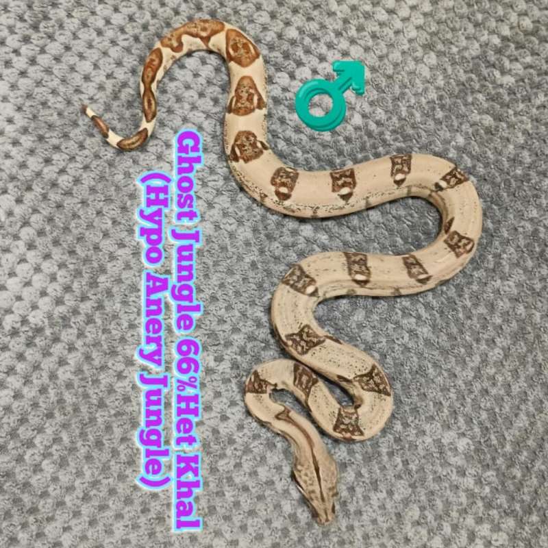 BOA Ghost Jungle (Hypo Anery Jungle) Het 66% Albino Khal