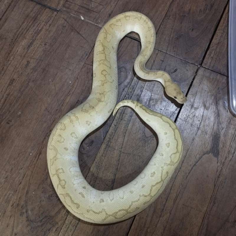 LESSER PINSTRIPE CLOWN PH DG FEMALE
