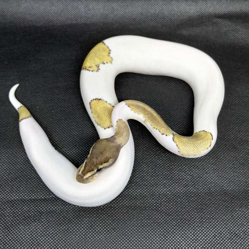 Black pastel Mojave Pied Ballpython