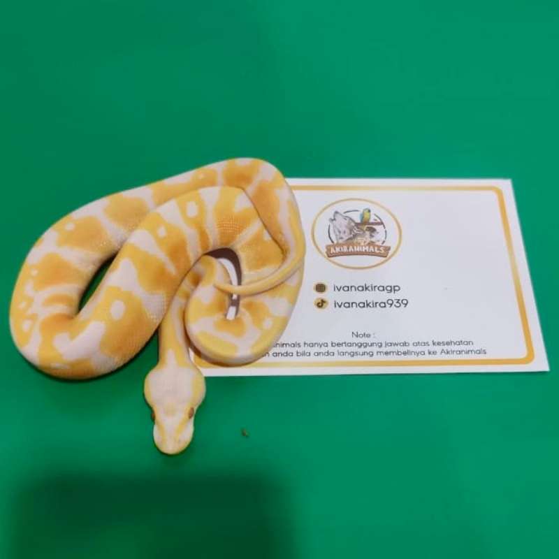 Pastel Lavender het 66% Clown Pied Ball Python [250103M]