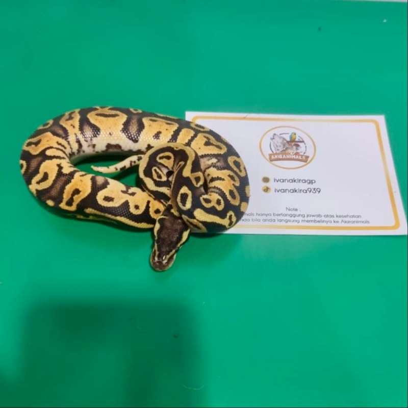 Pastel het Lavender Pied Ball Python [250204M]