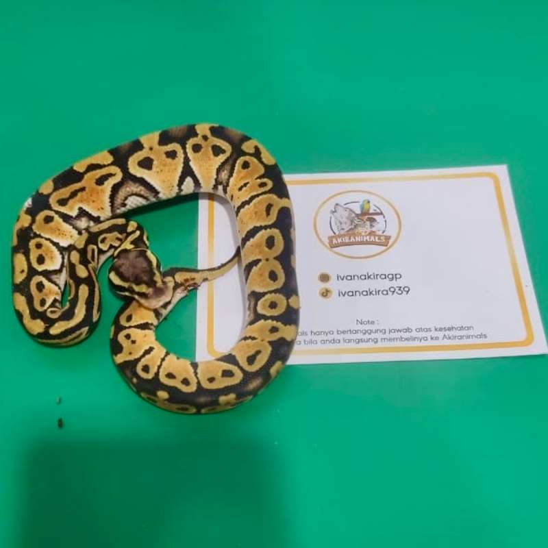 Pastel het Lavender Pied Ball Python [250205F]
