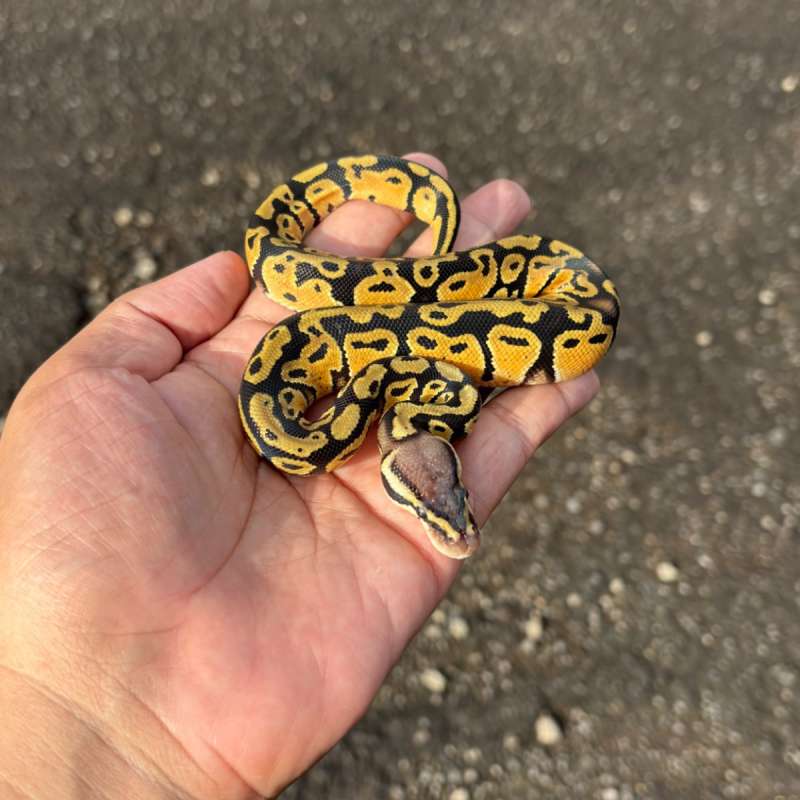 Pastel Yellow Belly Het Clown