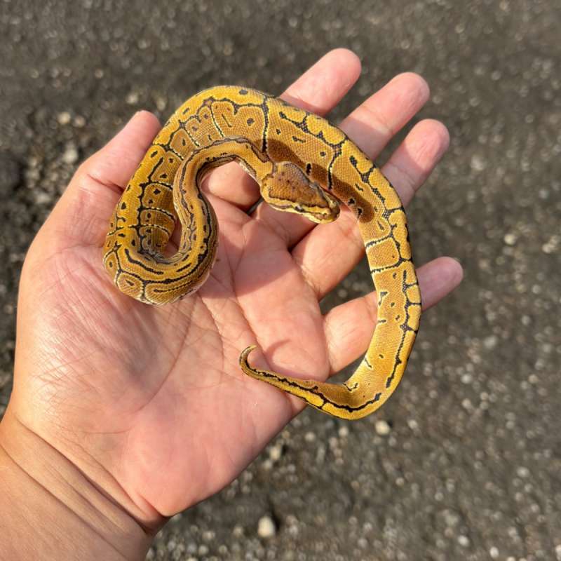 Pinstripe Het Hypo 50% Het Clown