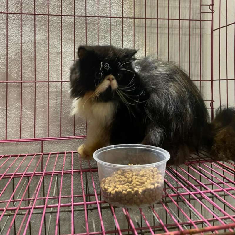 Persia Peaknose Jantan Bi-Color Black White
