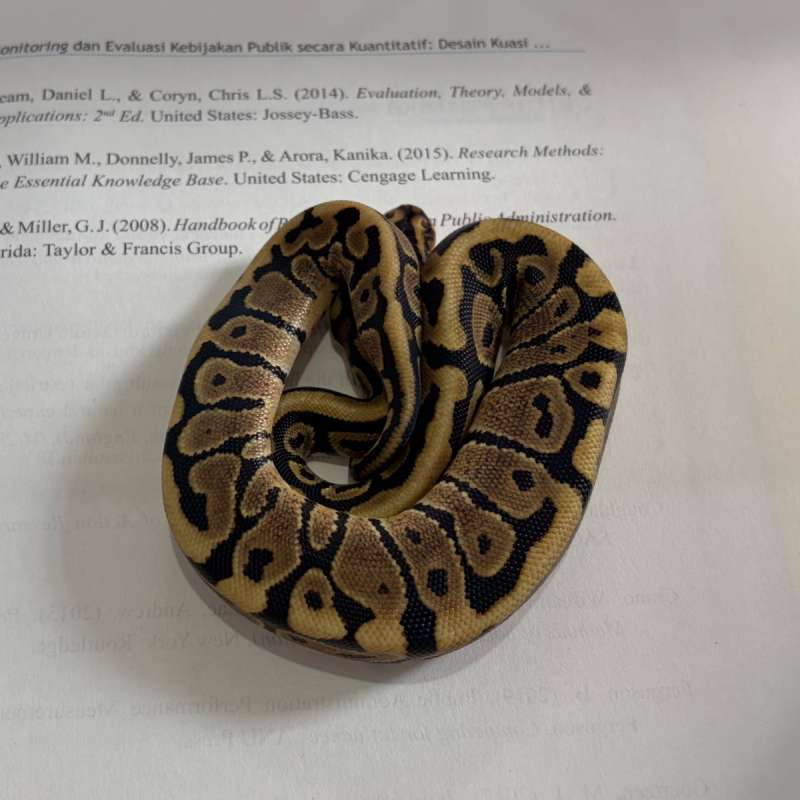 BP Spotnose ph DG