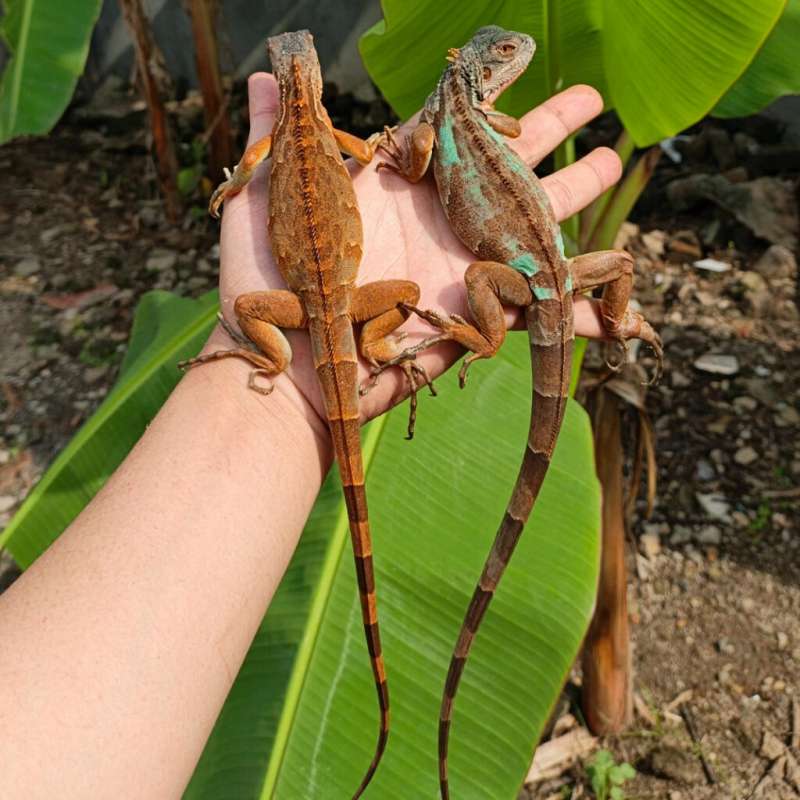 BLUE RED IGUANA / RED AXA