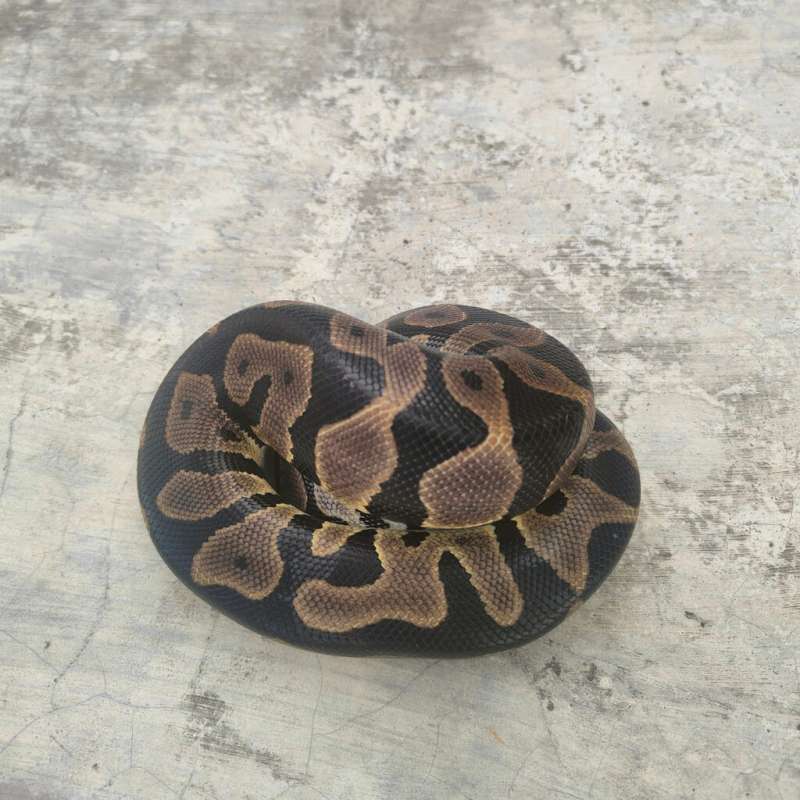 Leopard poshet clown