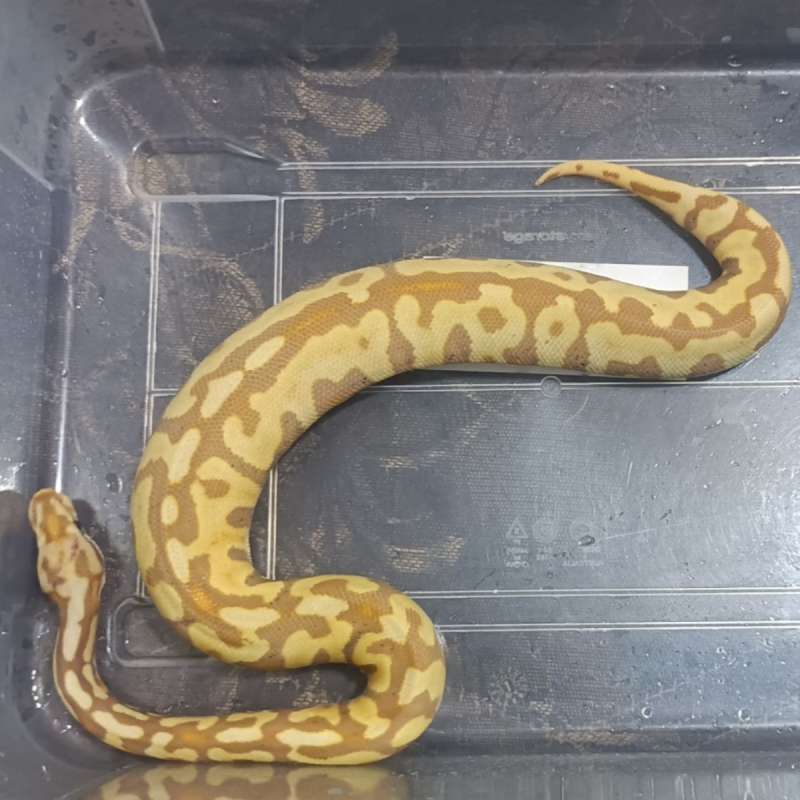 Banana spotnose het clown