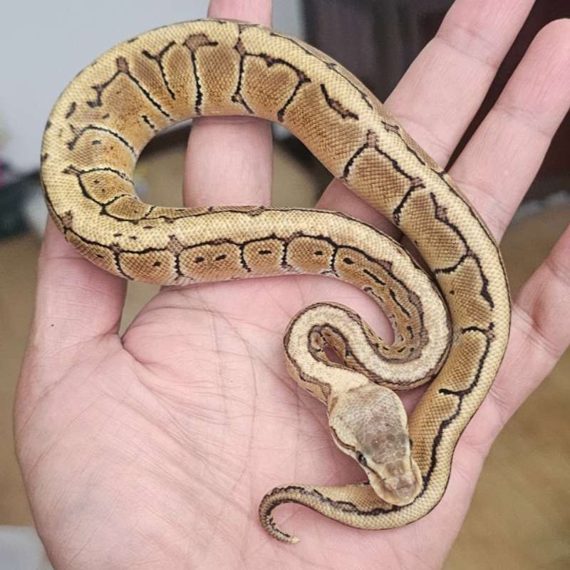 LEMON BLAST DOUBLE HET PIED HYPO