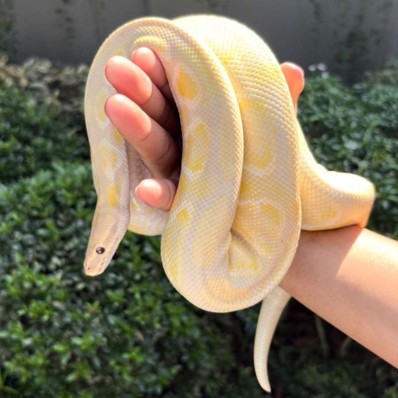 Lavender Mojave