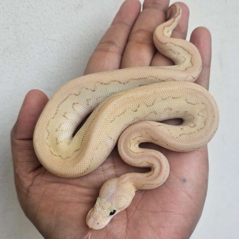 CLOWN LESSER BANANA PASTEL