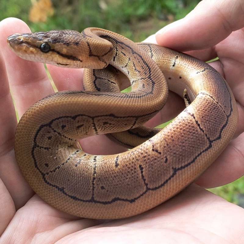 [Proyek DG Clown] M Pinstripe (Spotnose) double het DG Clown [26C0209]