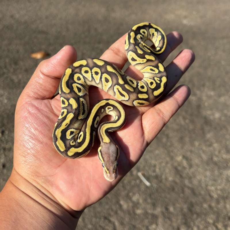 Mojave Pastel Fire Het Clown