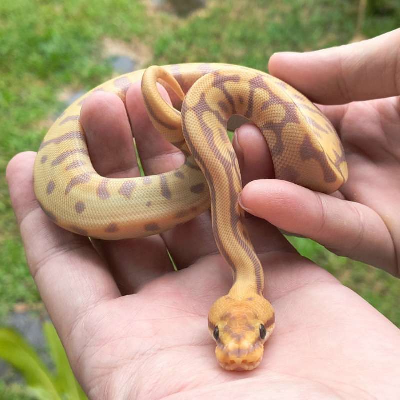 [Proyek DG Clown] F Banana Enchi Leopard Spotnose (Fire) double het DG Clown [26C0202]
