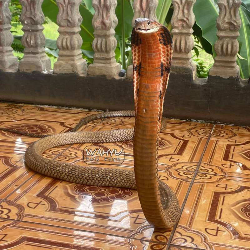 Ophiophagus Bungarus / King Cobra Merah Sumatera