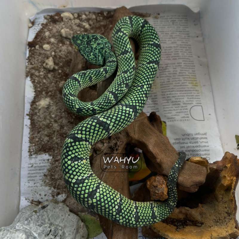 TROPIDOLAEMUS WAGLERI BLACK BANDED
