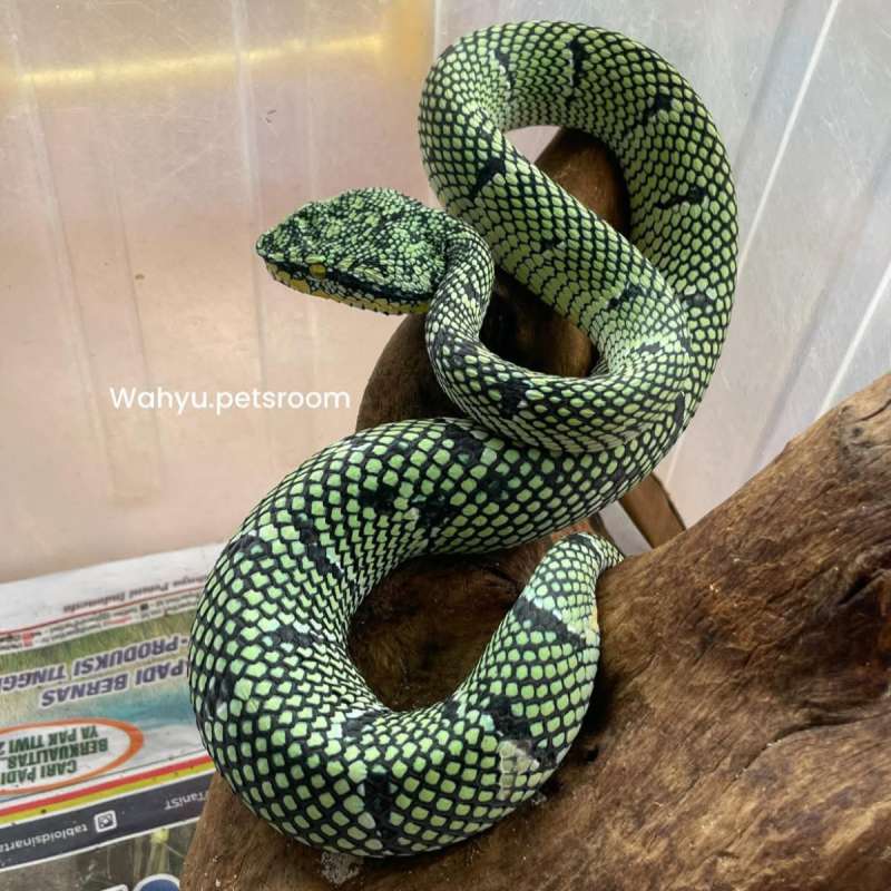 TROPIDOLAEMUS WAGLERI BLACK BANDED
