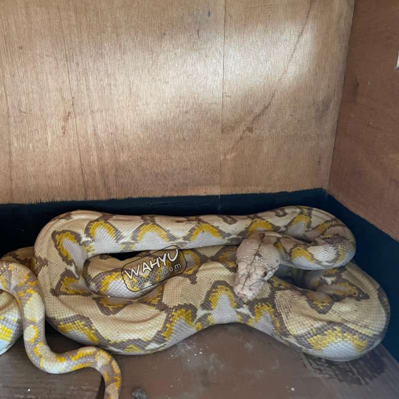 PYTHON RETICULATUS ALBINO T+ (POSS GHOST)
