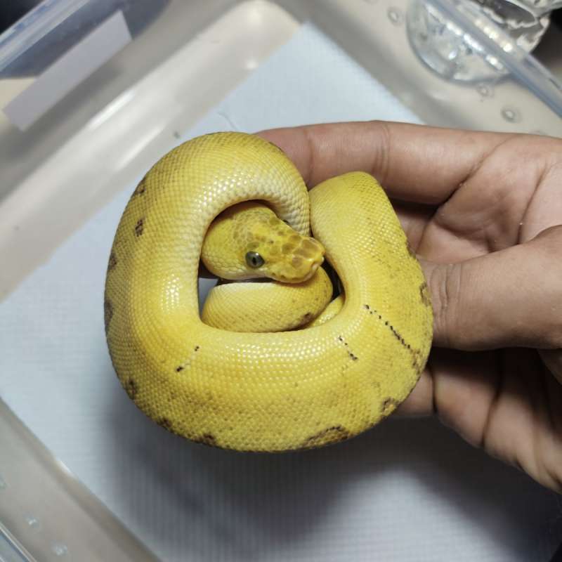 Clown pastel enchi pinstripe poss gravel