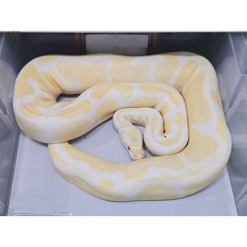 Albino Female Proven Breed Jumbo 2.4kg