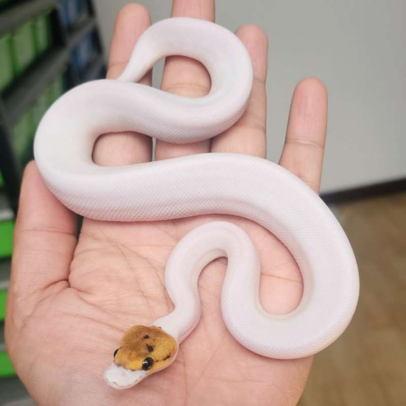 PASTEL SPIDER PIED HET LAVENDER POSS HET CLOWN
