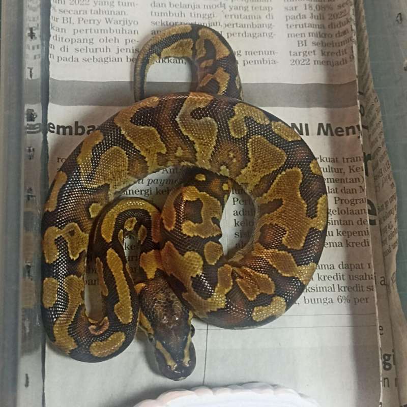 Enchi YB 66% pH Clown