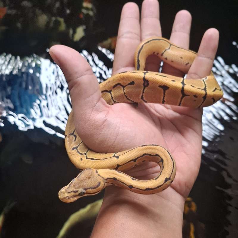 Desert Ghost Pins Pos OD 66 % Het Clown